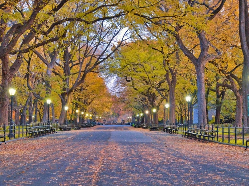 Central Park Mall NYC Autumn Foliage 